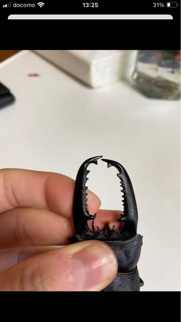 昆虫標本】パラワン、ゼブラ、フルストルファー、スマトラ