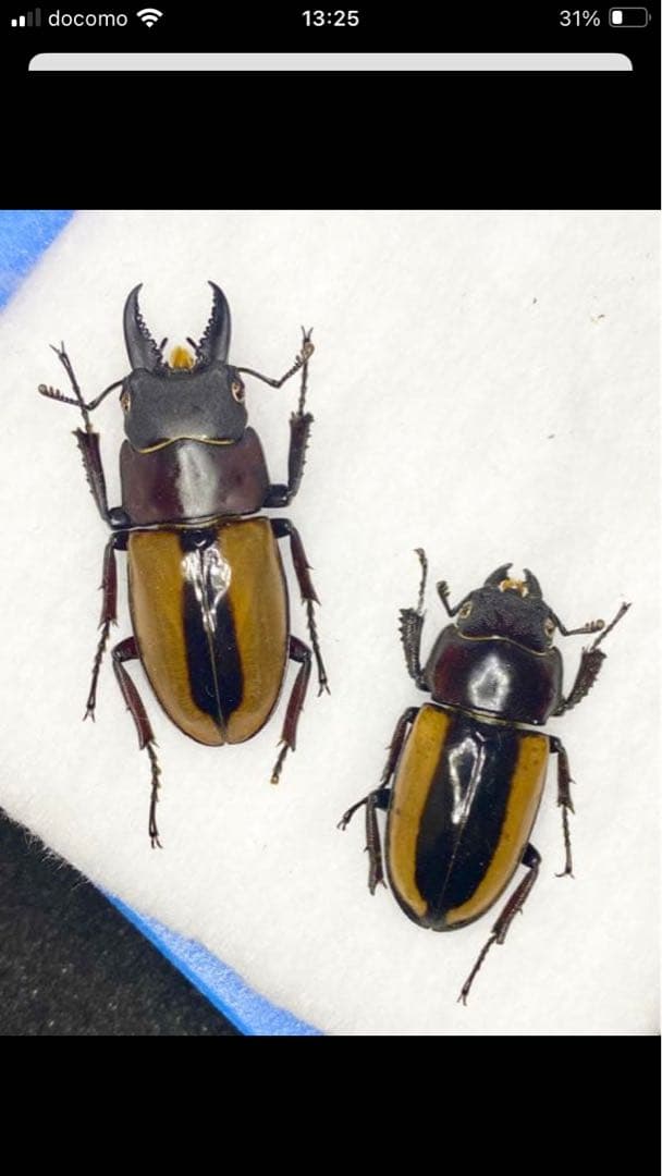 昆虫標本】パラワン、ゼブラ、フルストルファー、スマトラ