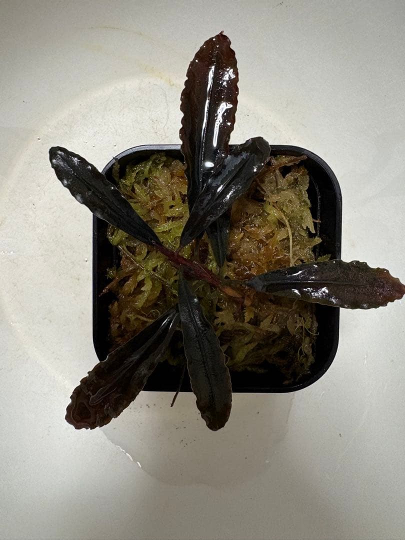 ブセファランドラsp.ゴーストカリマンタン（水上大株）