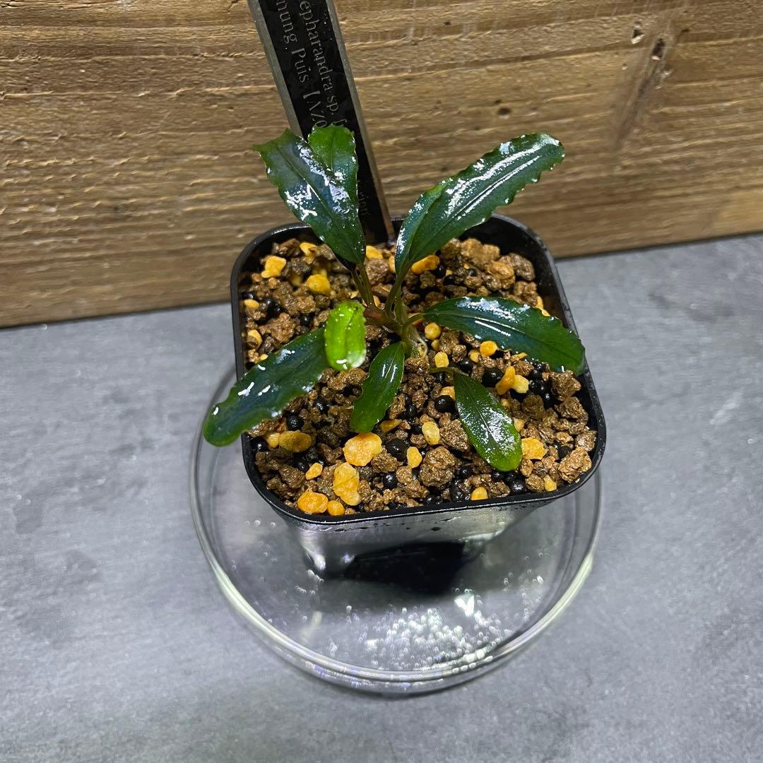 AZ便】from Air terjun Gunung Puis(green) - メルカリ