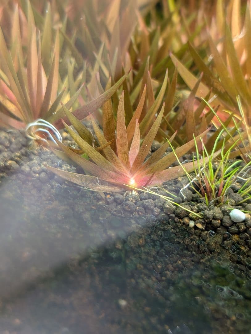 メルカリ便 xyris sp red水中葉子株1株 水草 ADA 水槽 - メルカリ