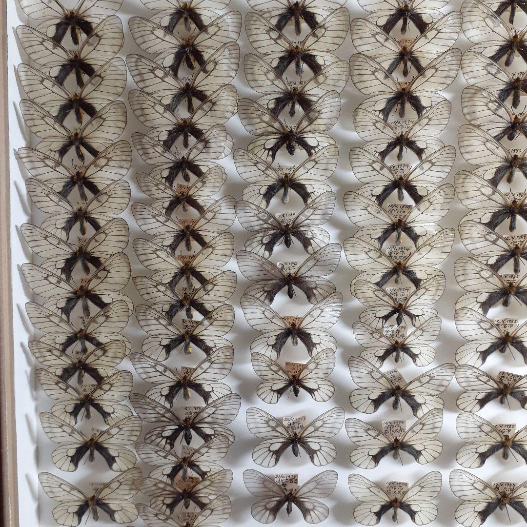 蝶標本 ウスバシロチョウ(ヒメウスバ)、エゾシロチョウ、大型ドイツ