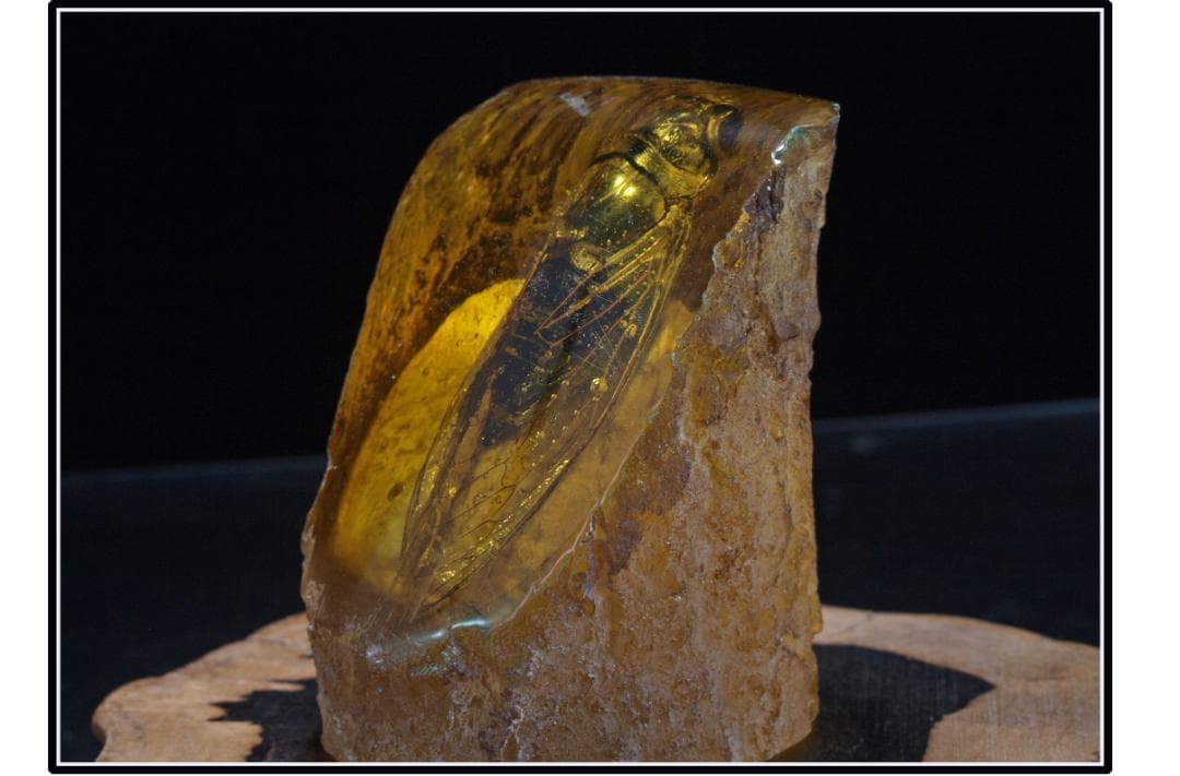 中国時代の化石 天然琥珀サソリ骨董品 古美術 DE1656D4-2