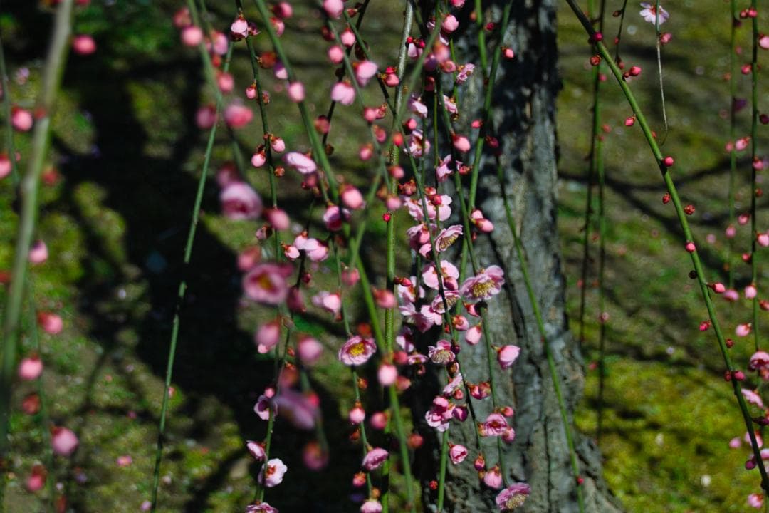 レンズ(ズーム) (S862)SIGMA 18-250mm Amazon.co.jp: Sigma 18-250mm