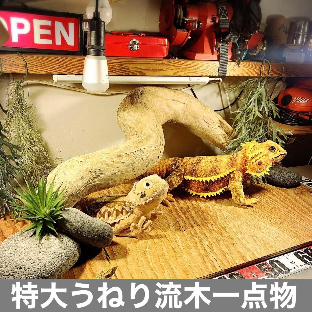 流木No.368アク抜き済 煮沸紫外線殺菌済 爬虫類トカゲシェルター素材