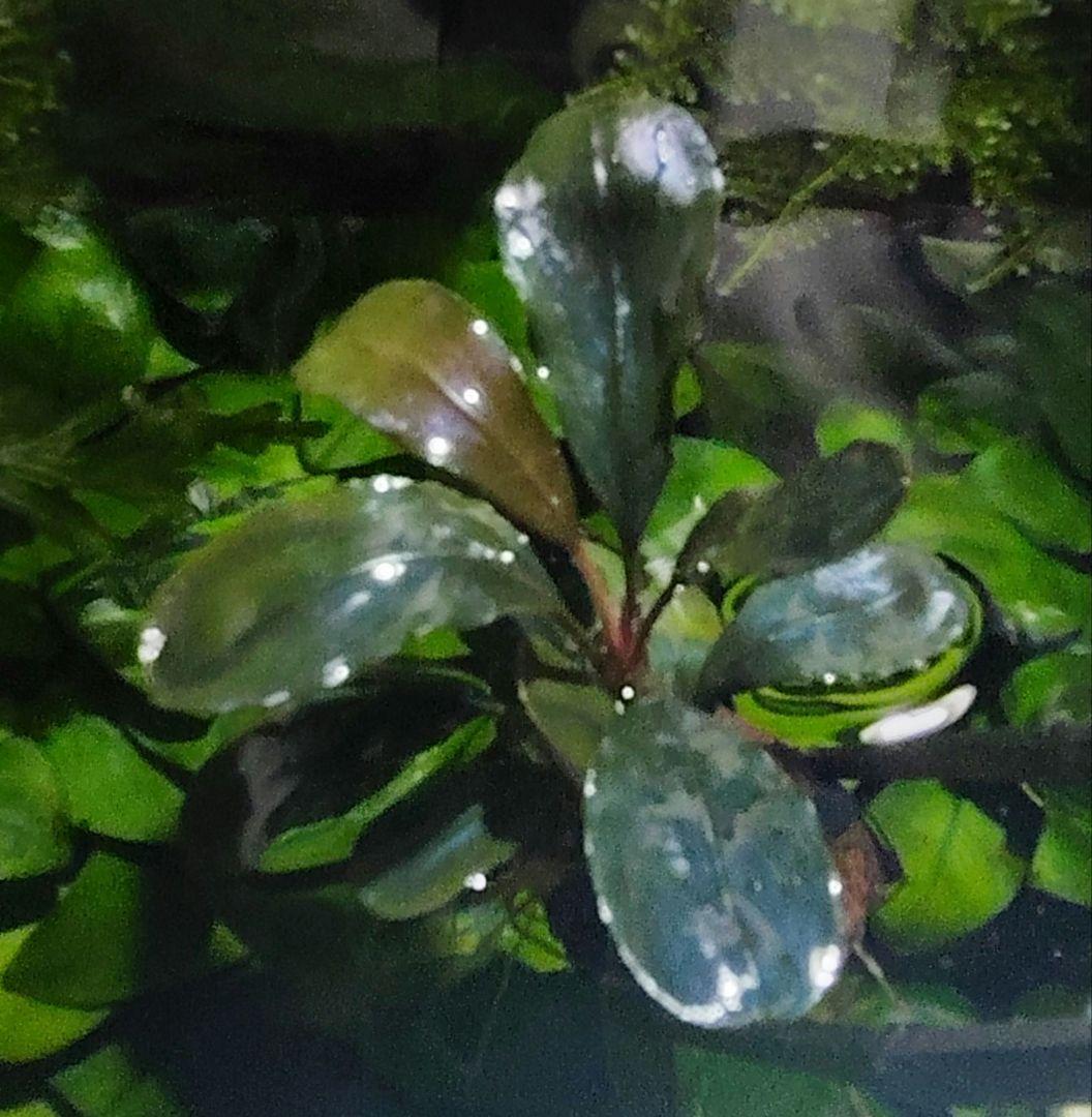 ブセファランドラ・Bucephalandra希少種群生美株セット1セット限定出品