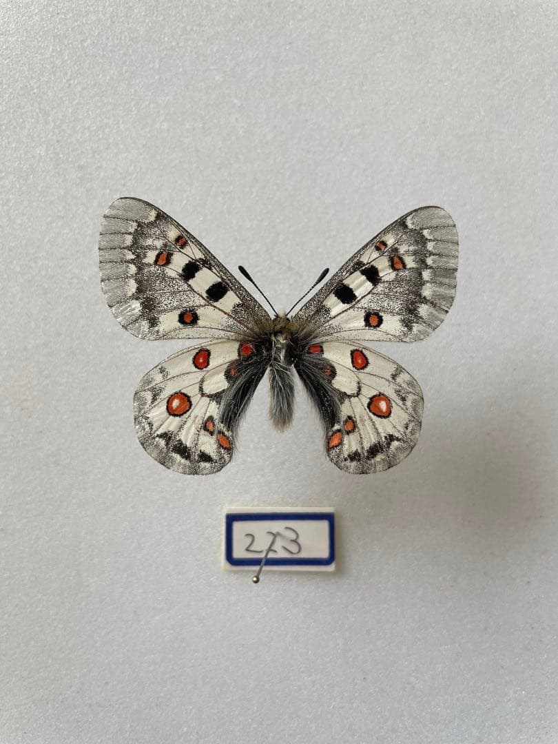 パルナシウス・ジャックエモンティー（オス、インド産）の通販はau PAY