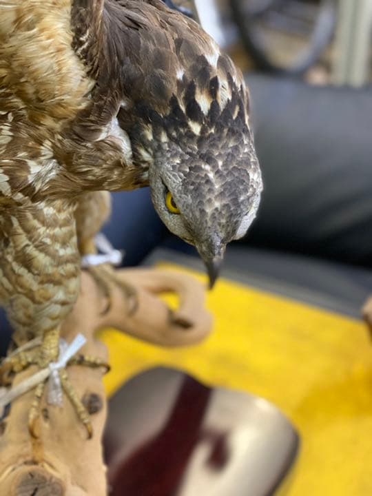 ベスト ハチクマ鷹 剥製