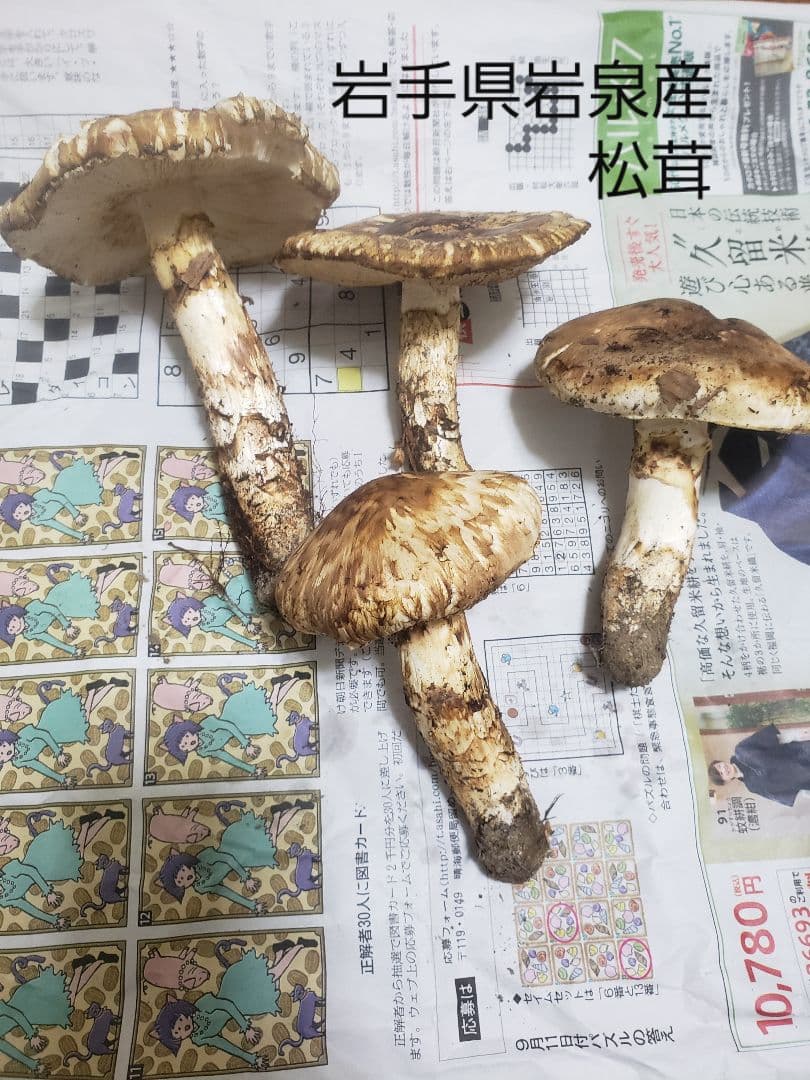 ジグソーパズル バーバラ・ヘイルズ アザレアシャドウ 未開封 1000P