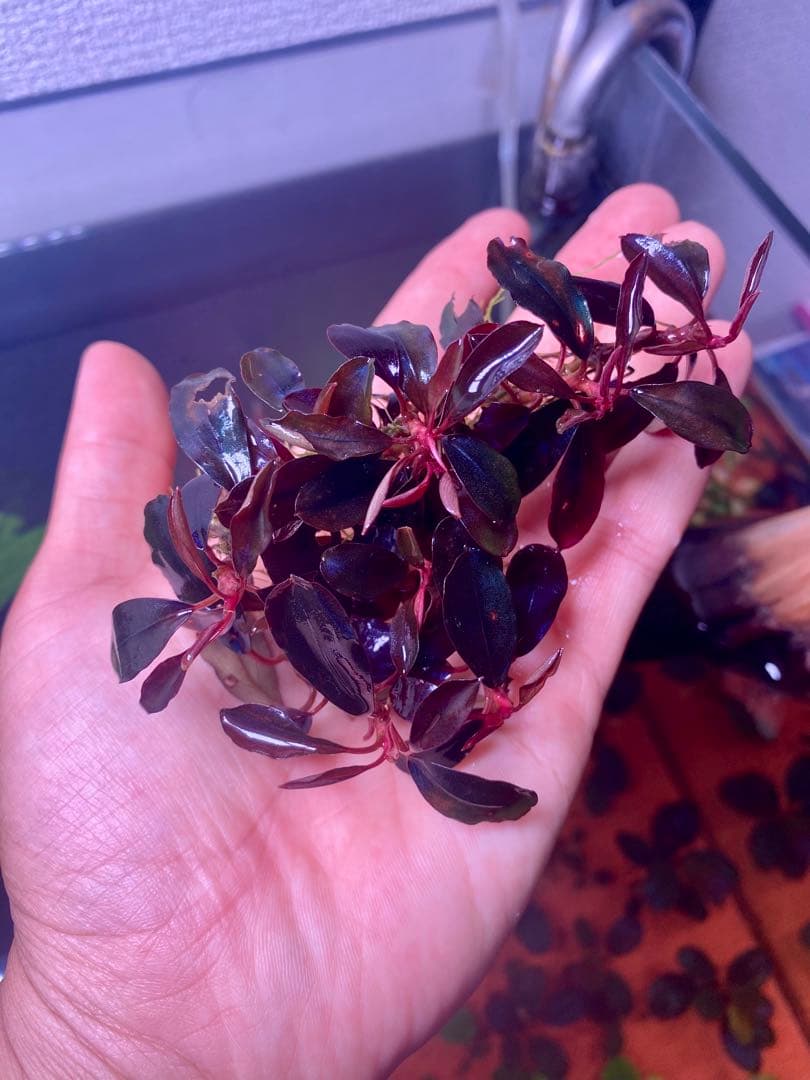 ブセファランドラｓｐ. ブラックエンゼル 大群生