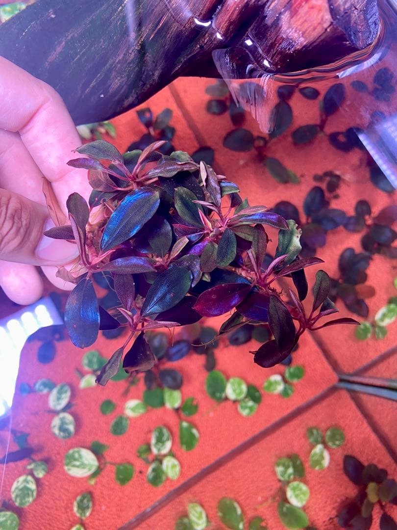 ブセファランドラｓｐ. ブラックエンゼル 大群生