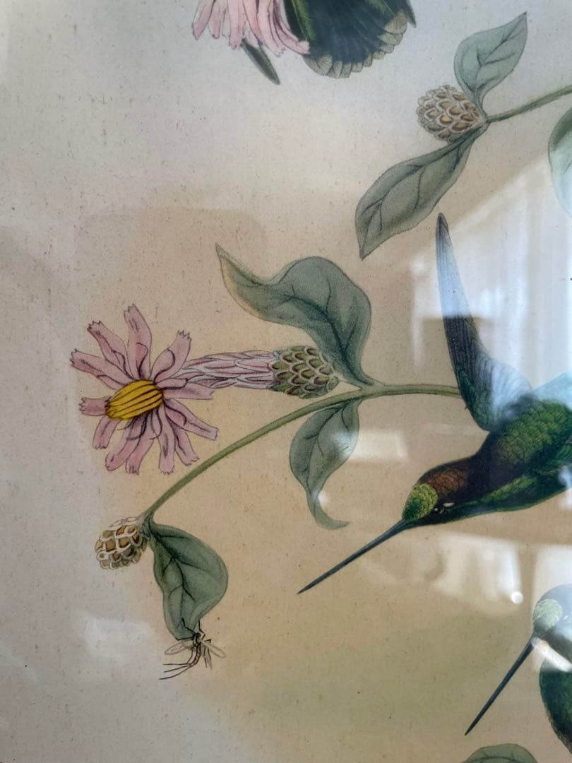 アンティーク フレーム 鳥の絵画 リトグラフ アンティーク フレーム 鳥