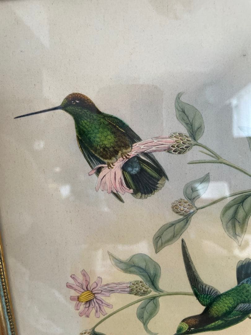 アンティーク フレーム 鳥の絵画 リトグラフ アンティーク フレーム 鳥