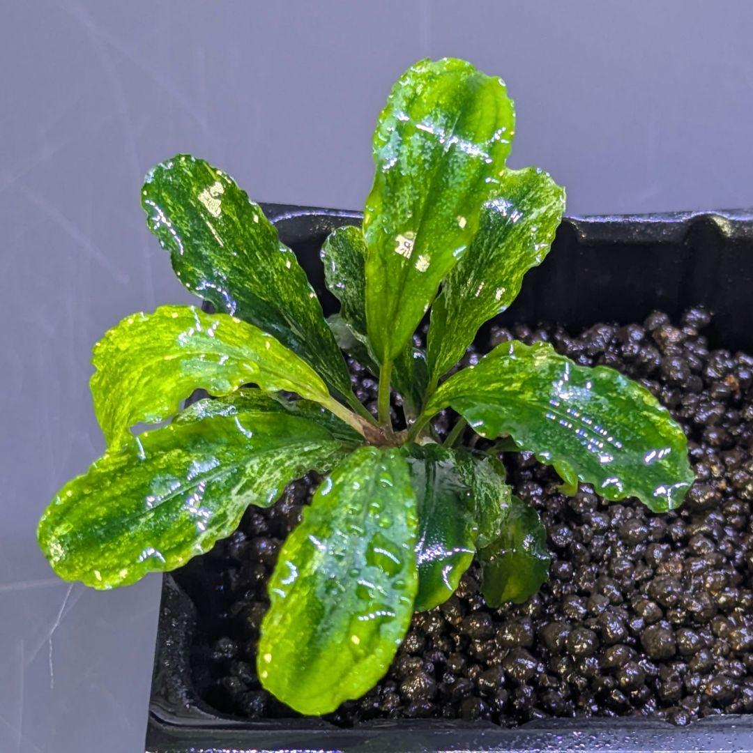 ブセファランドラ グリーンウェービー 斑入り ブセファランドラsp