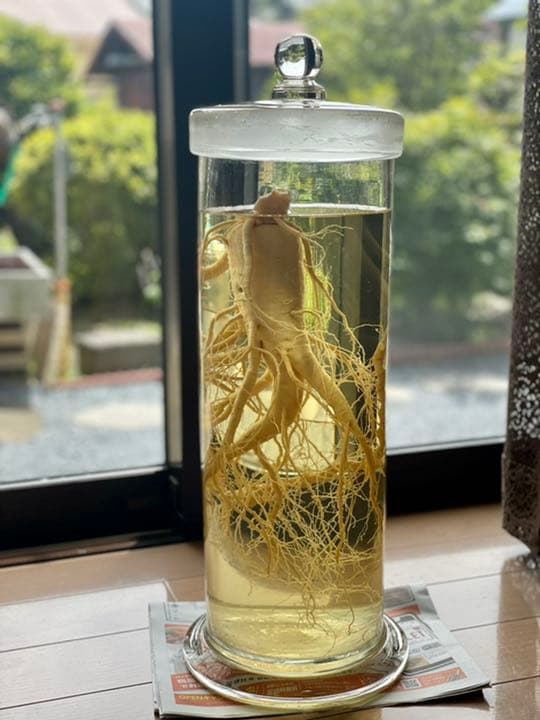 ④特大 高麗人参酒 朝鮮人参酒 古酒 40年以上もの (長野県) 【