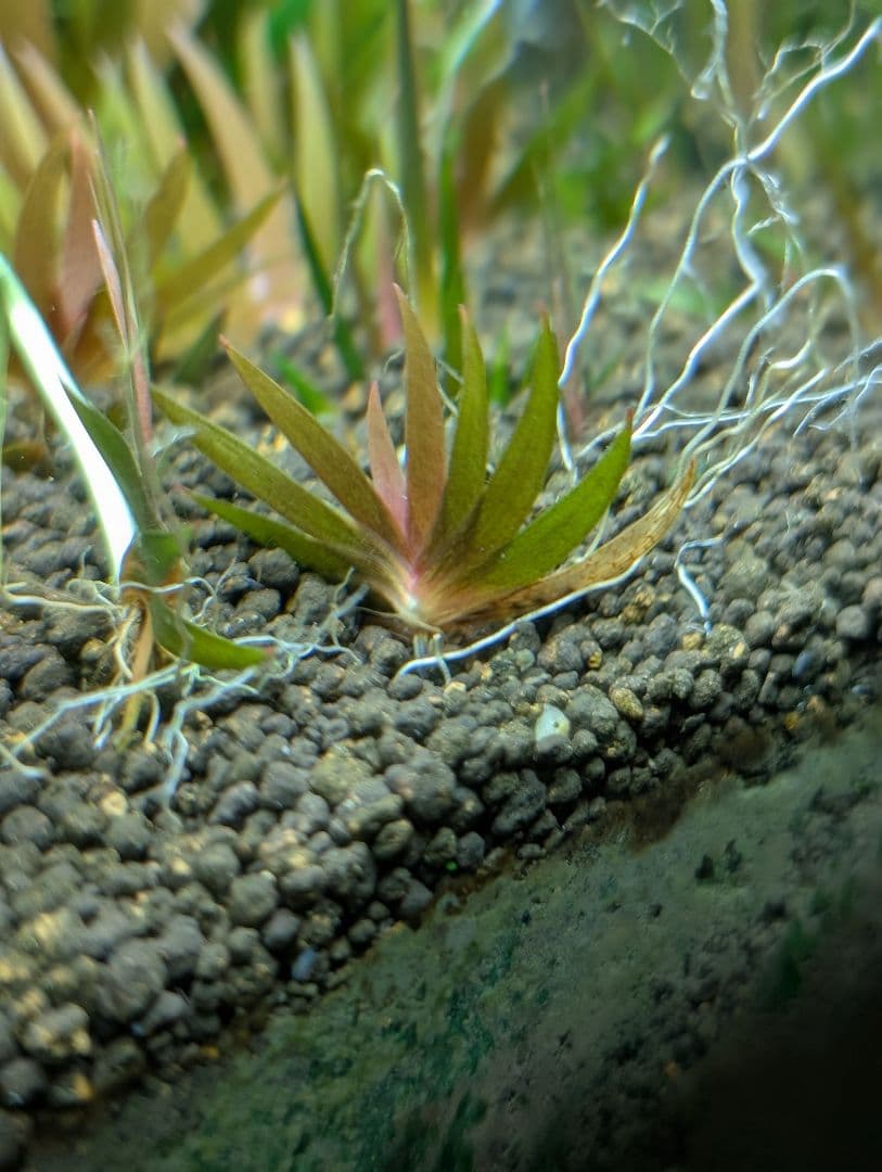xyris sp red水中葉子株1株 水草 ADA 水槽 - メルカリ