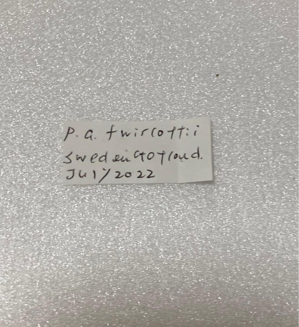 現品限り】パルナシウス・ウィスコッティ（1メス・スウェーデン産