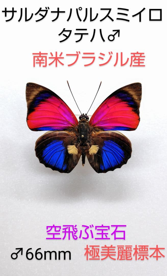 最終価格‼️ミドリメガネトリバネアゲハ♂♀標本☆オーストラリア産