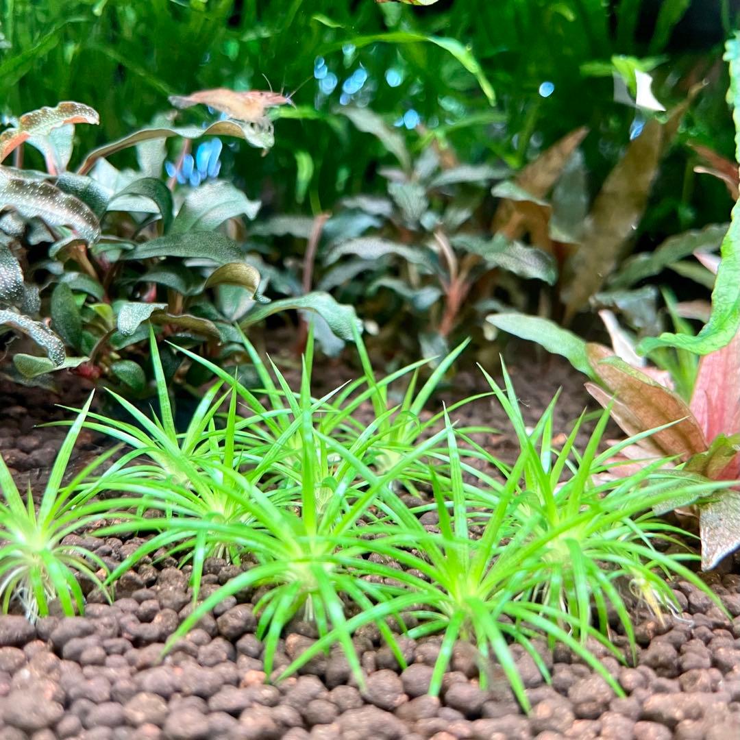 ホシクサ ポラリス 5株 約3㎝ 第4種定形外 - メルカリ