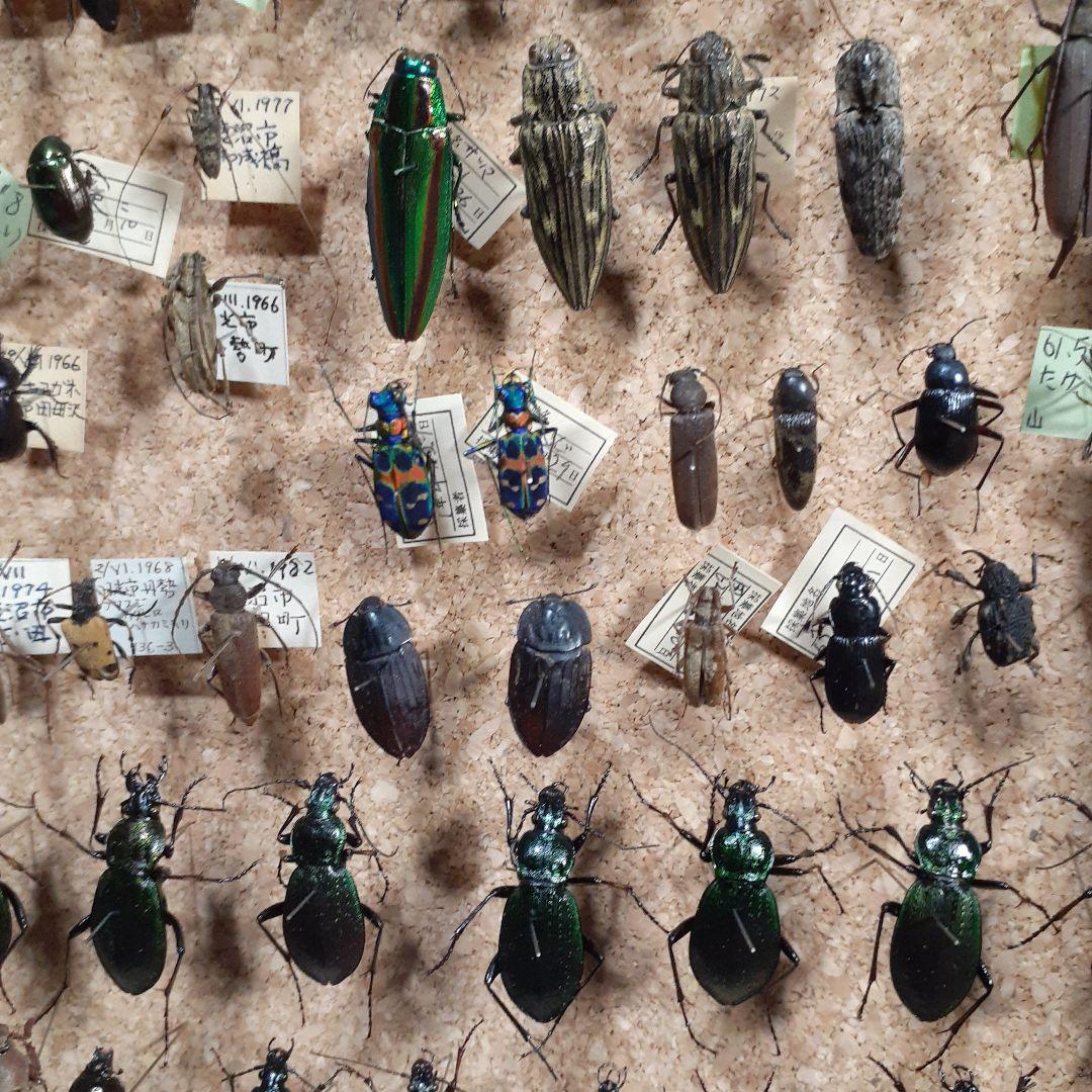 甲虫標本 カミキリムシ、オサムシほか66頭。大型ドイツ標本箱入り