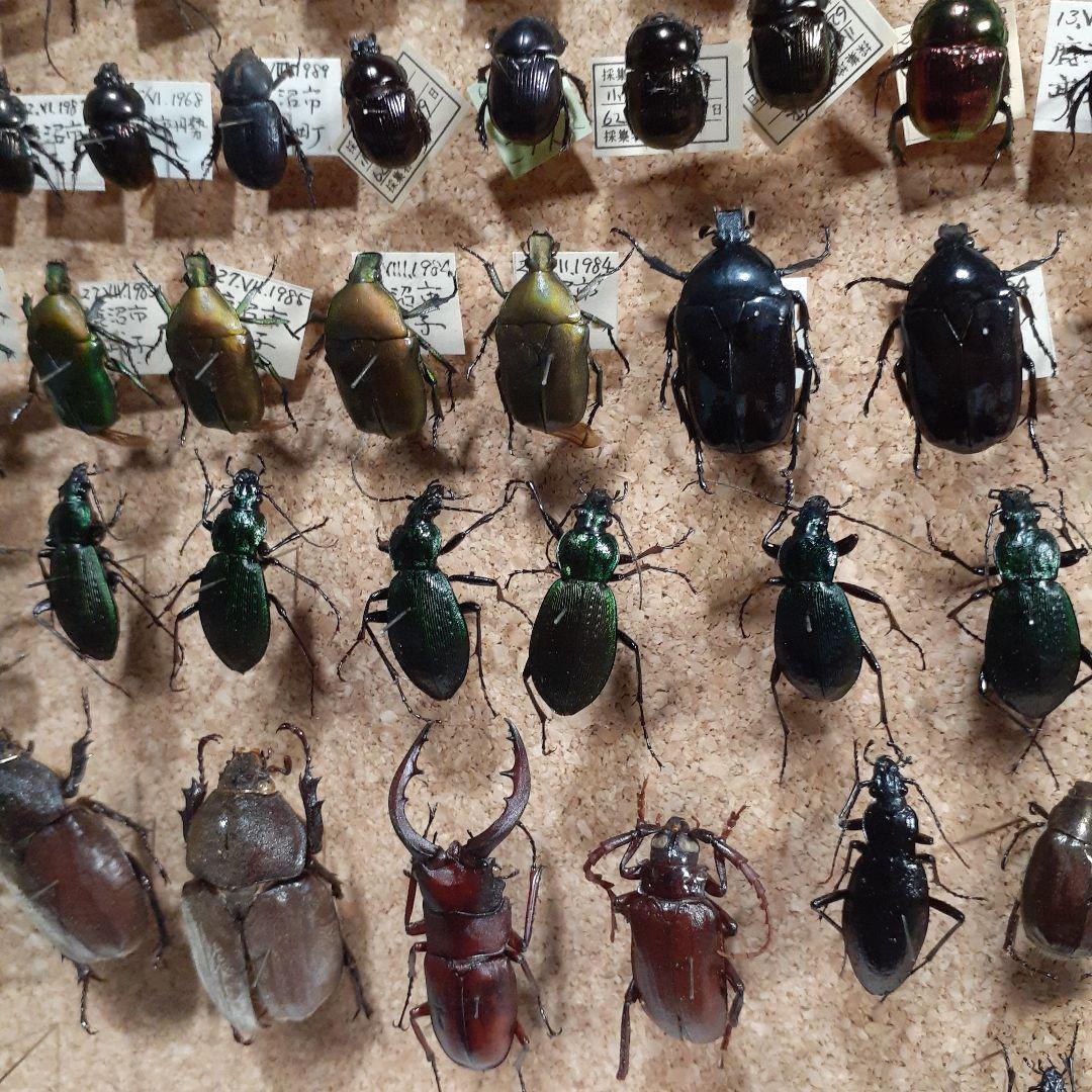 甲虫標本 カミキリムシ、オサムシほか66頭。大型ドイツ標本箱入り