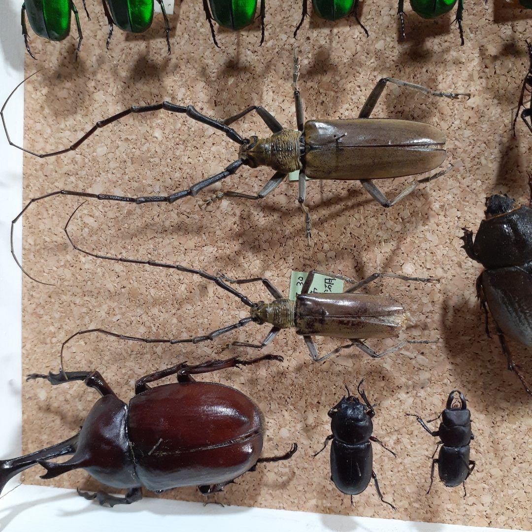 甲虫標本 カミキリムシ、オサムシほか66頭。大型ドイツ標本箱入り