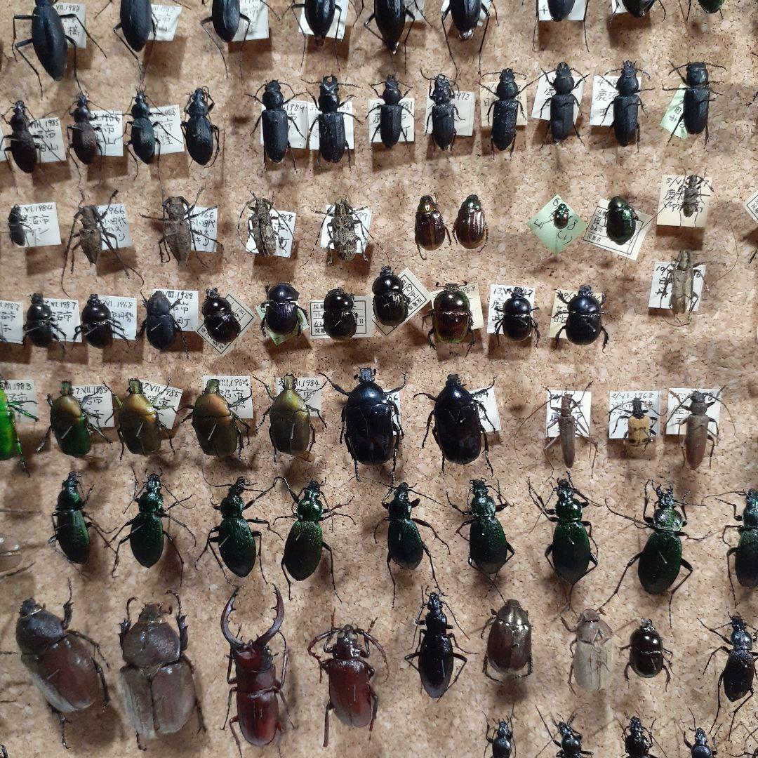 甲虫標本 カミキリムシ、オサムシほか66頭。大型ドイツ標本箱入り