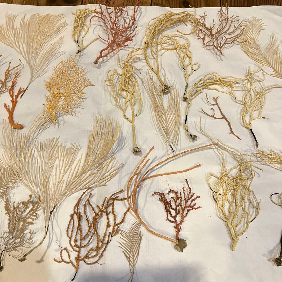 本日値下げ　高知県産　珊瑚お得セット