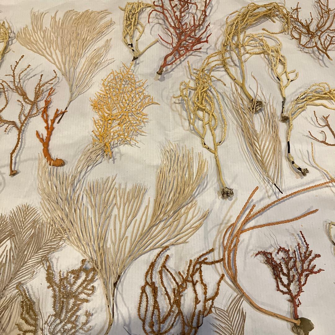 本日値下げ　高知県産　珊瑚お得セット