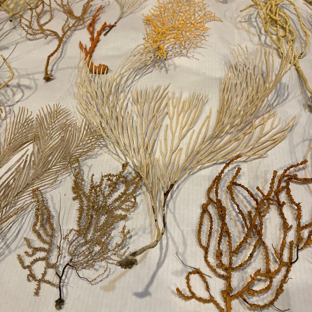 本日値下げ　高知県産　珊瑚お得セット