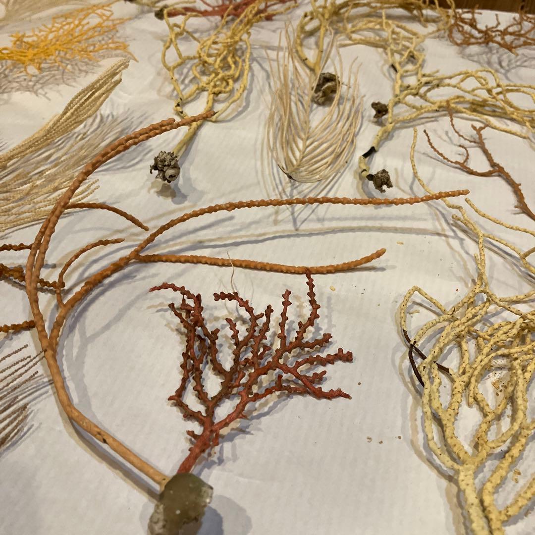 本日値下げ　高知県産　珊瑚お得セット