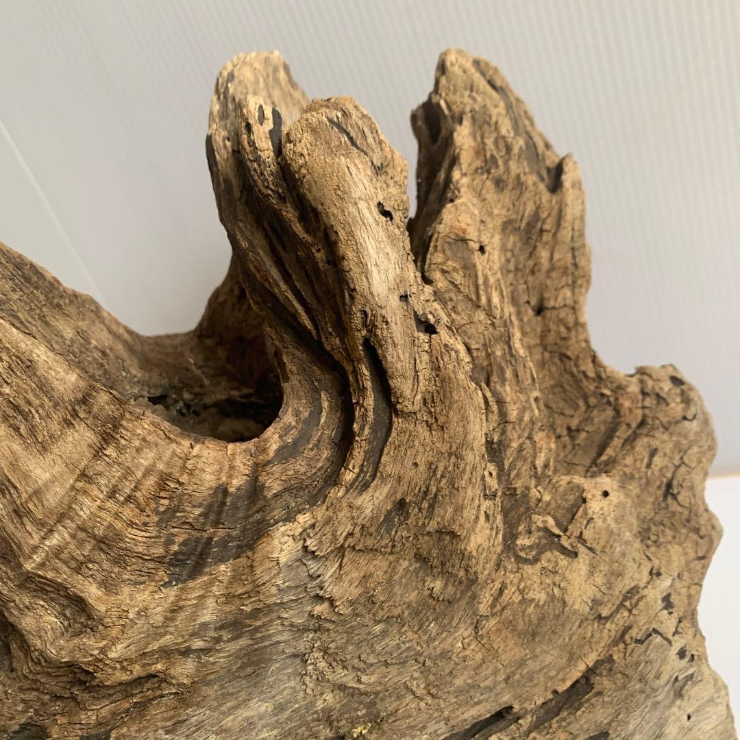 アク抜き済み流木　No.161 超レア型