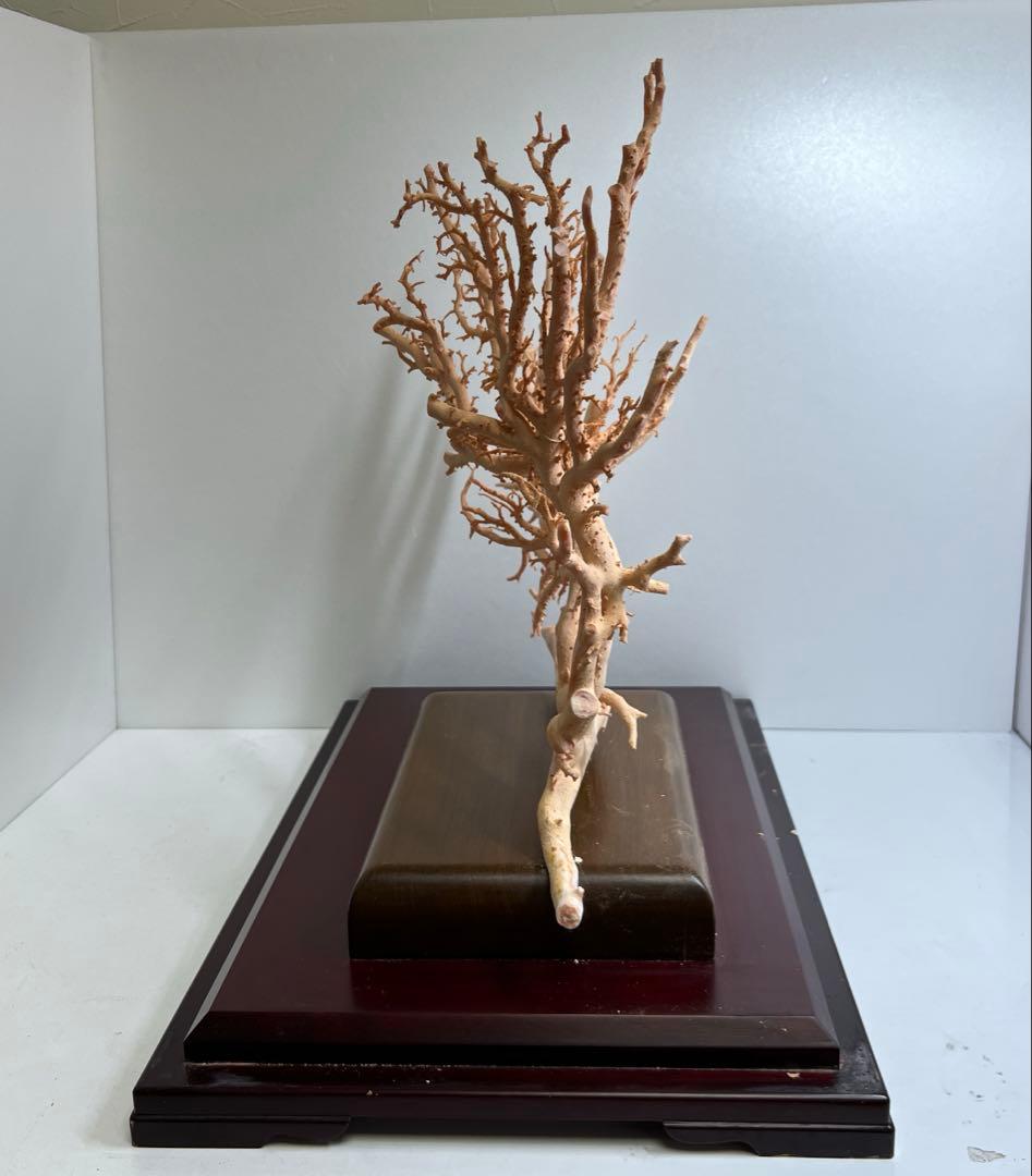 本桃色珊瑚 超特大原木 ガラスケース付 東Y8-0105☆2Fタサオ 『SOTO