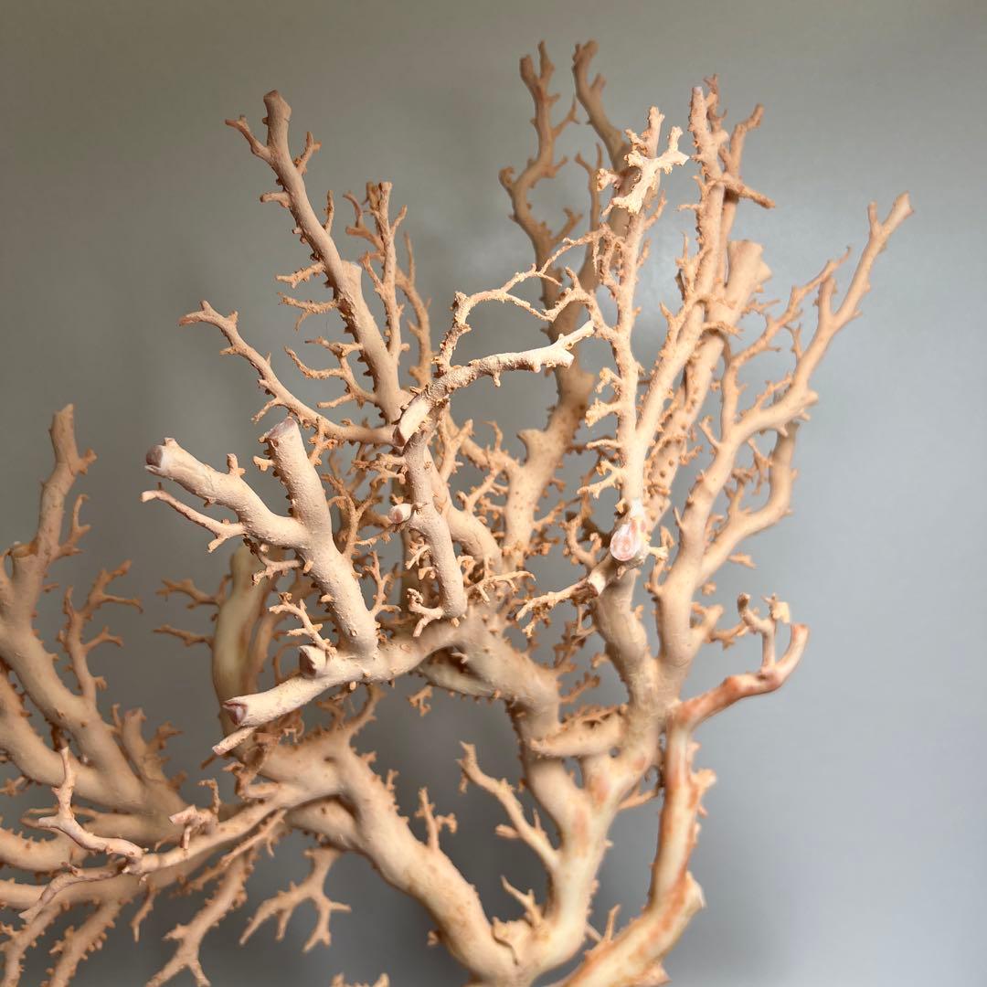 本桃色珊瑚 超特大原木 ガラスケース付 東Y8-0105☆2Fタサオ 珊瑚