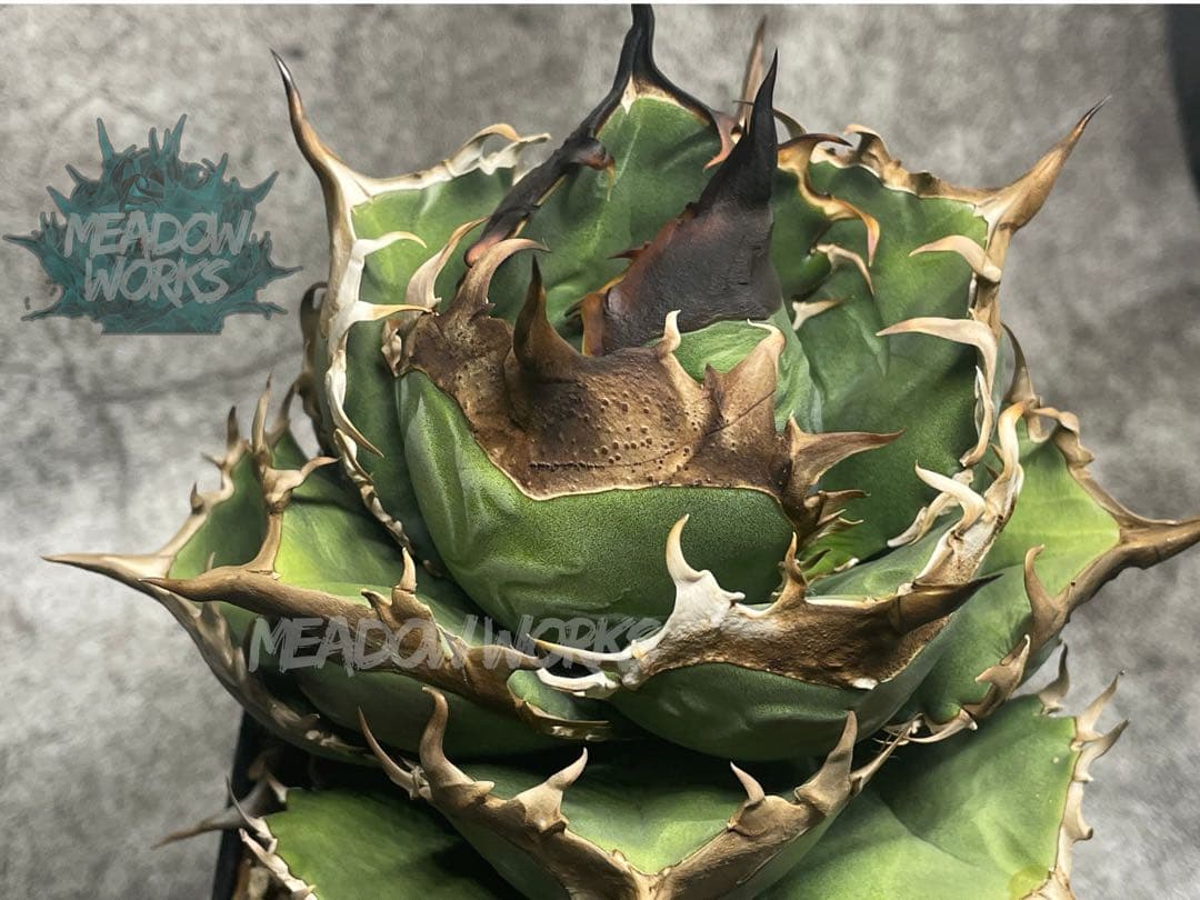 Tele キーホルダー＆ステッカーセット nai ma zeステッカー4枚セット