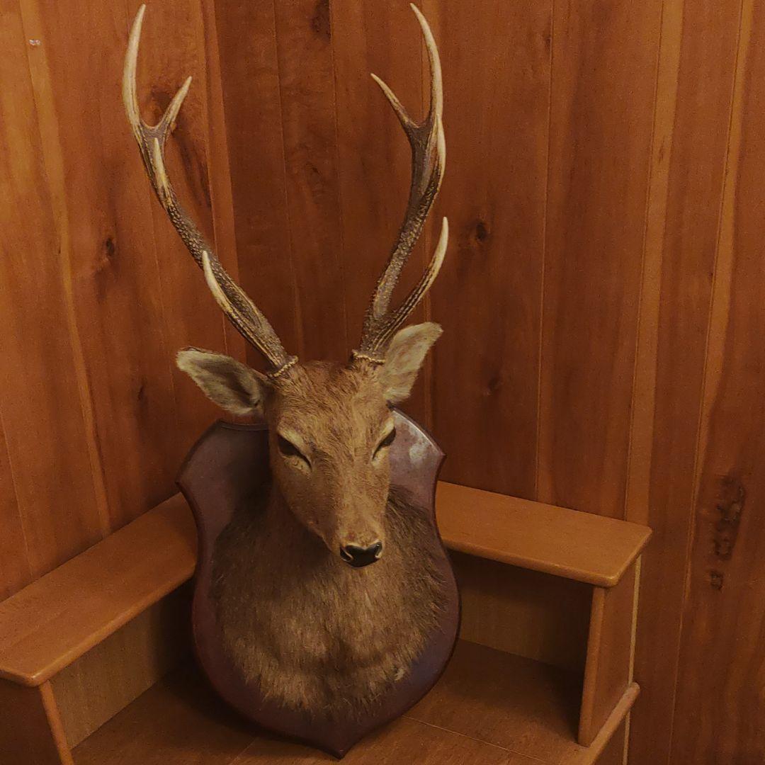ヴィンテージ鹿剥製土台付き