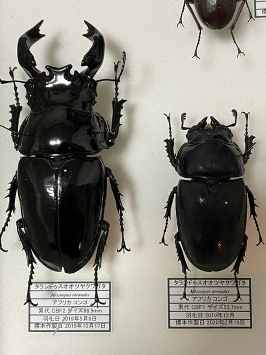 タランドゥスオオツヤクワガタ標本 - メルカリ
