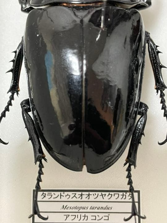 タランドゥスオオツヤクワガタ標本 - メルカリ