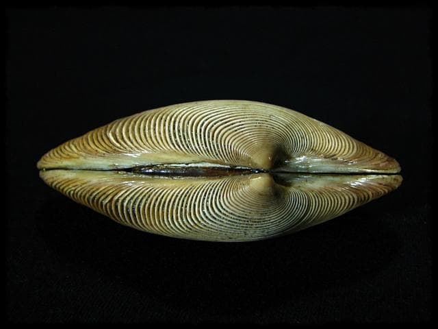 寿多礼貝 すだれ貝 安政二年 鳥飼 宗正 銘波隠 香合 茶道具