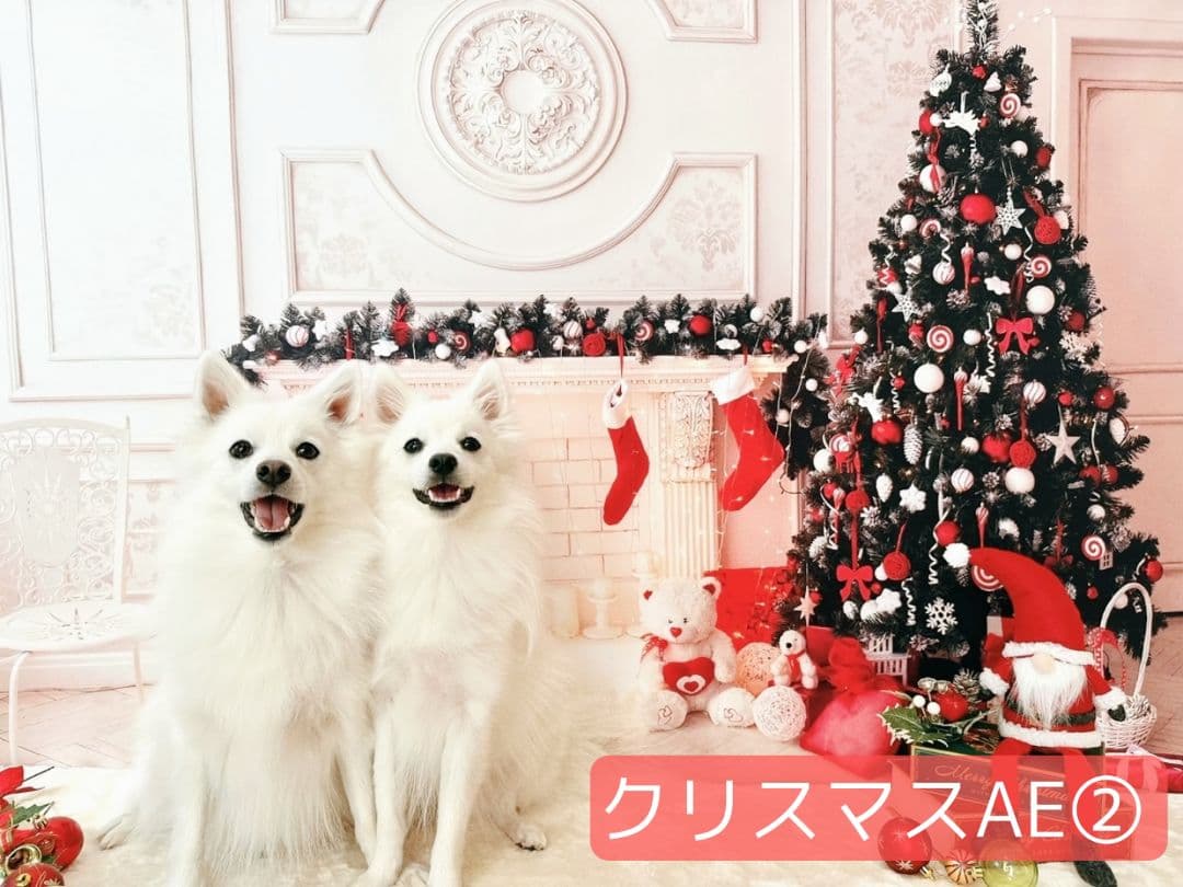 業務用トリミングチョーカー+背景布 クリスマスツリー ペットサロン 雪 犬