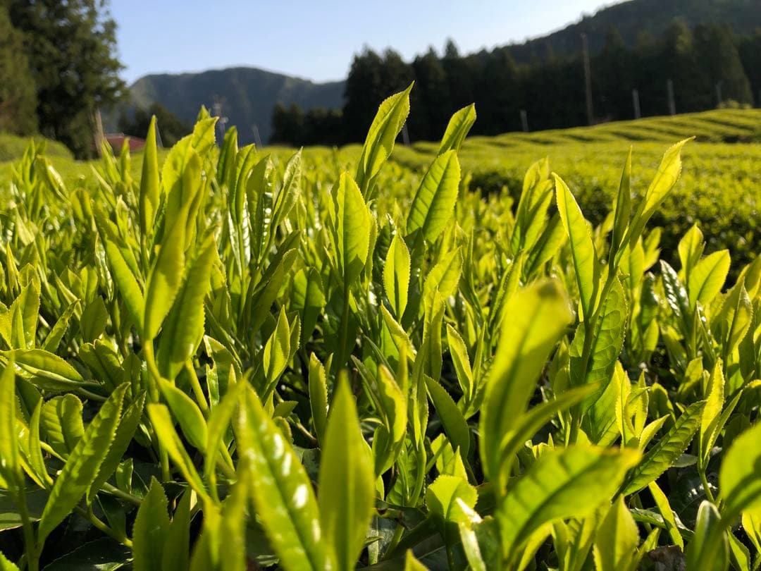 無農薬栽培の粉末緑茶 100g×4袋 健康長寿の川根茶 宇治の抹茶もいい