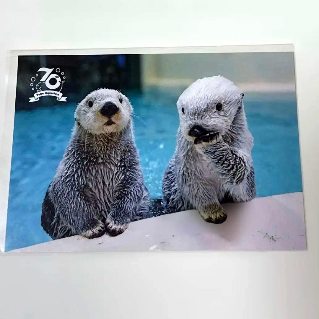 鳥羽水族館 コレクションカードラッコ キラ メイ2枚70周年ラッコ