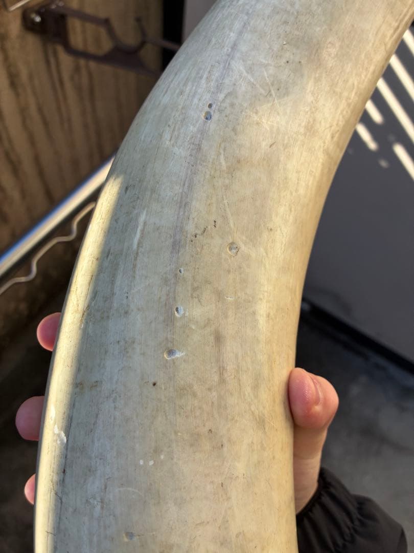 テキサスロングホーン 牛 ツノ 特大 アメリカン インディアン 剥製