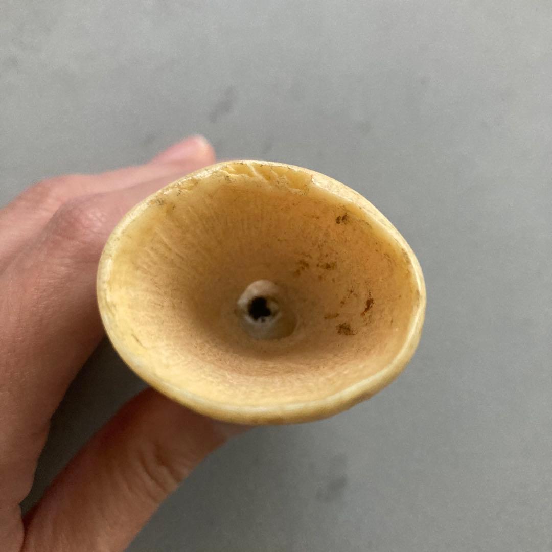 鯨 鯨の歯 マッコウクジラ 鯨歯 2 本 鯨歯 マッコウ鯨の歯