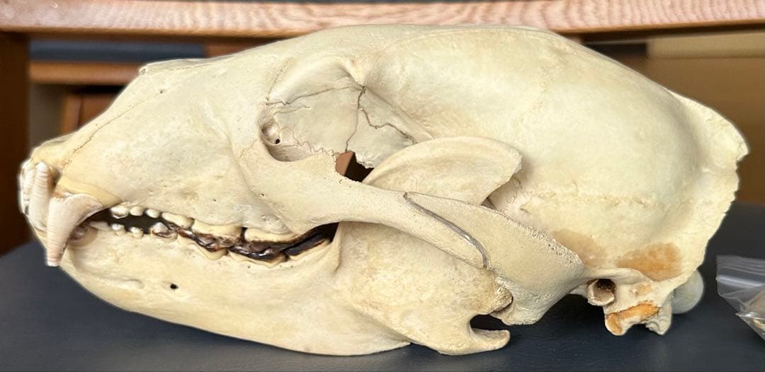 ツキノワグマ 熊 頭骨 頭蓋骨 骨格標本 ツキノワグマ 頭骨 頭骨標本