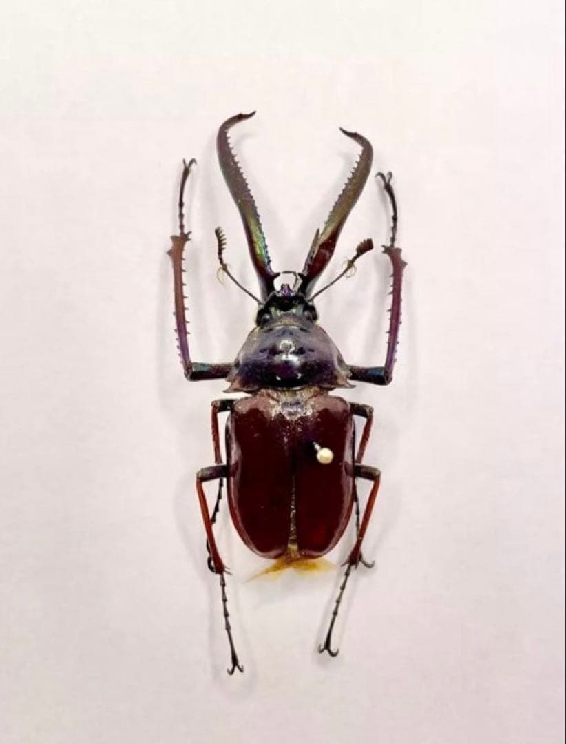 コガシラクワガタ ホロメタリクス 標本 チリクワガタ ホロメタリクス