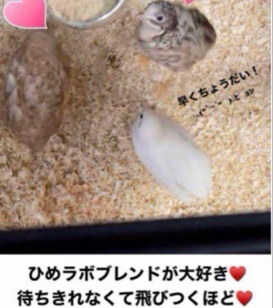 ひめうずら研究室 成鳥用配合飼料 4kg 鳥 餌 ヒメウズラ - メルカリ