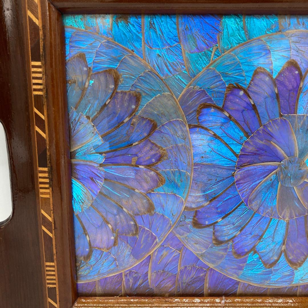 レア】 モルフォ蝶 標本 美術 芸術 限定 トレイ キッチン 19