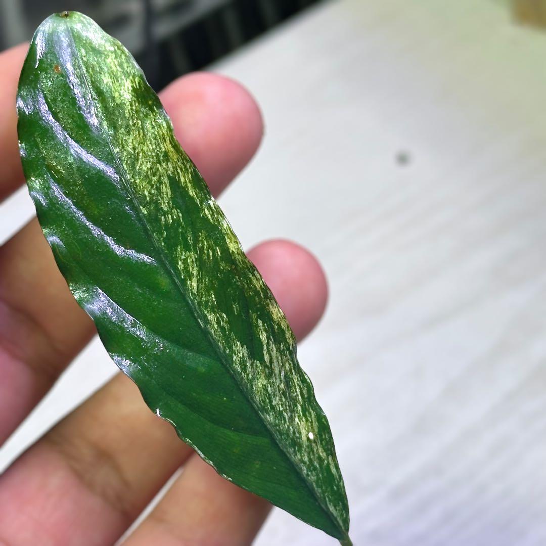 観*目様 ブセファランドラ（斑入り株）Bucephalandra Pipto と