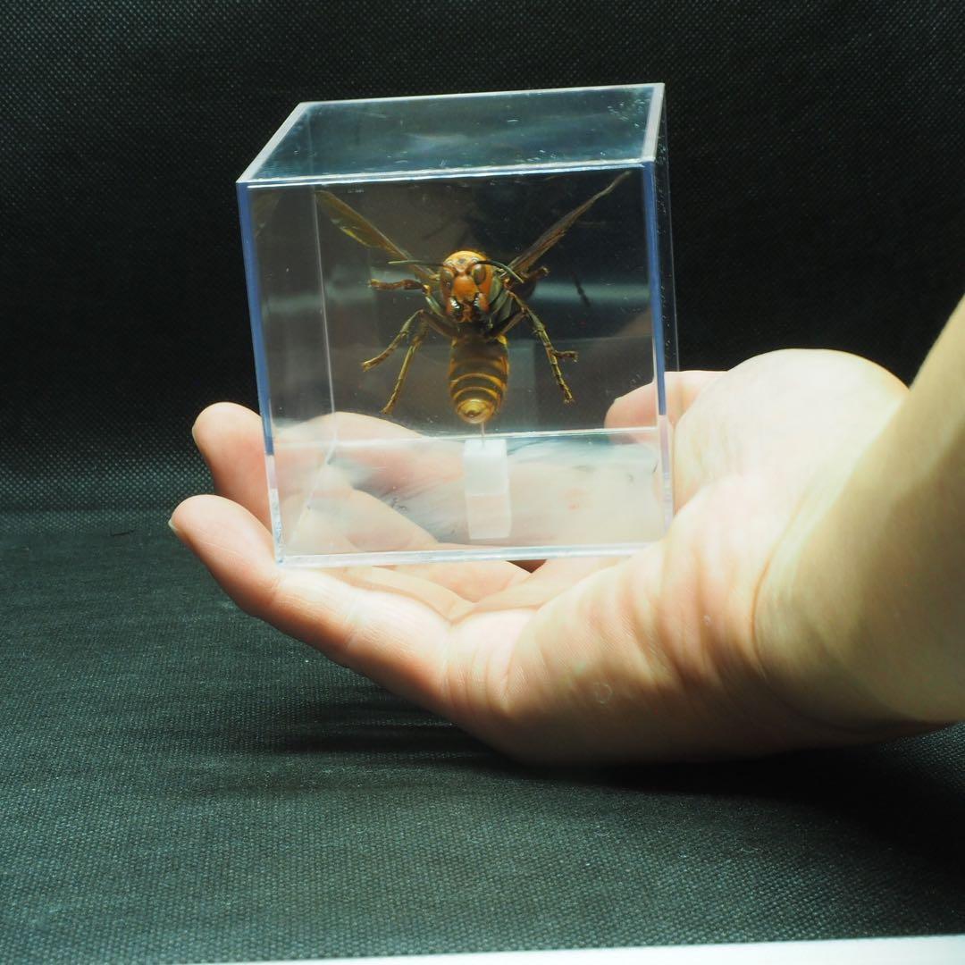 オオスズメバチ 女王蜂 立体標本2403 - メルカリ